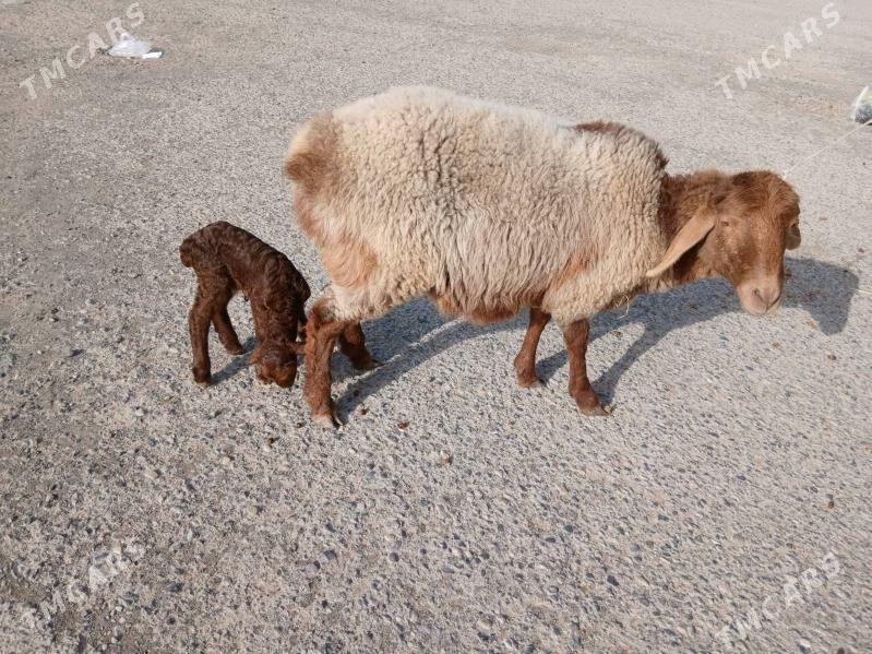 guzulu goyun - Türkmenabat - img 1