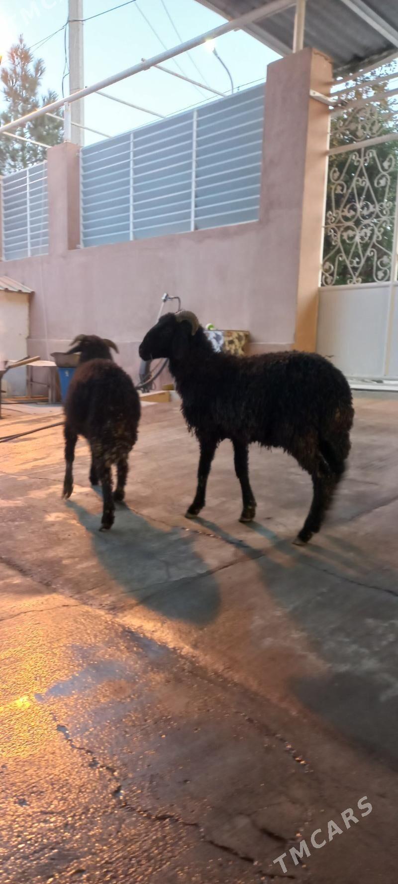 goyun garakol tokly - Ашхабад - img 1