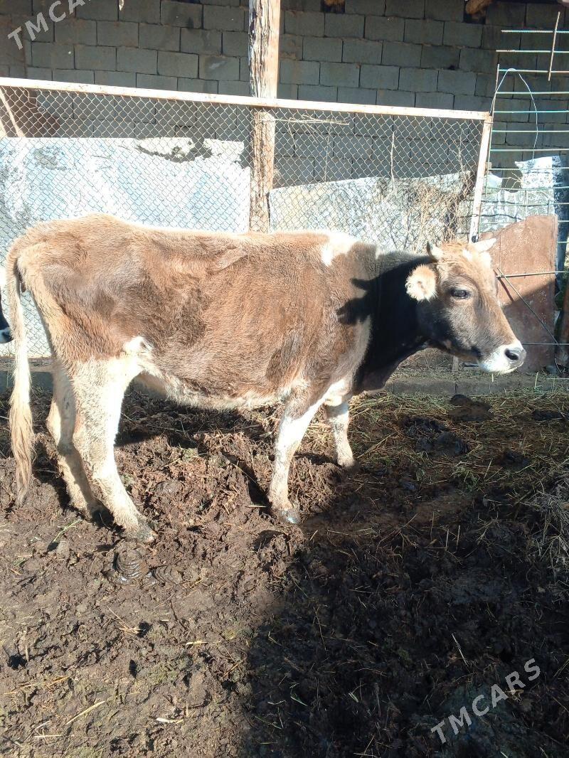 Sygyr - Magtymguly - img 1