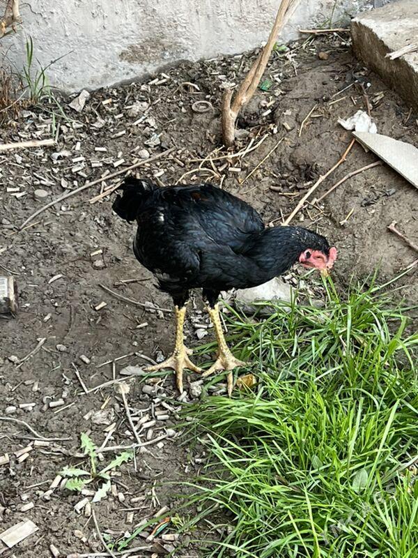 baysow horaz - Türkmenabat - img 1