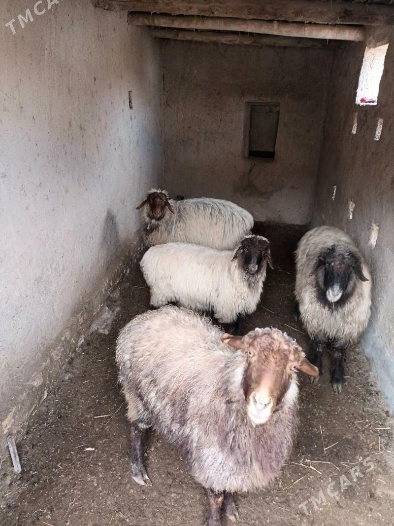 urgaçy goç goyun toklular - Görogly (Tagta) - img 1