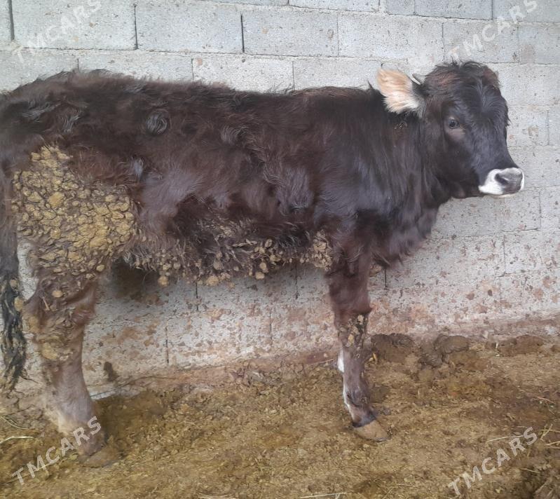 TOHUM TUWE TUWE - Bagyr - img 1