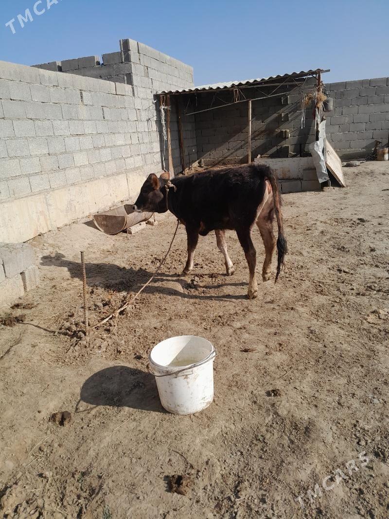 tuwe - Бахарден - img 1