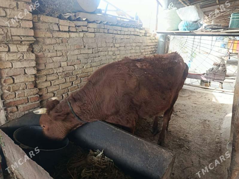 sygyr - Wekilbazar - img 1