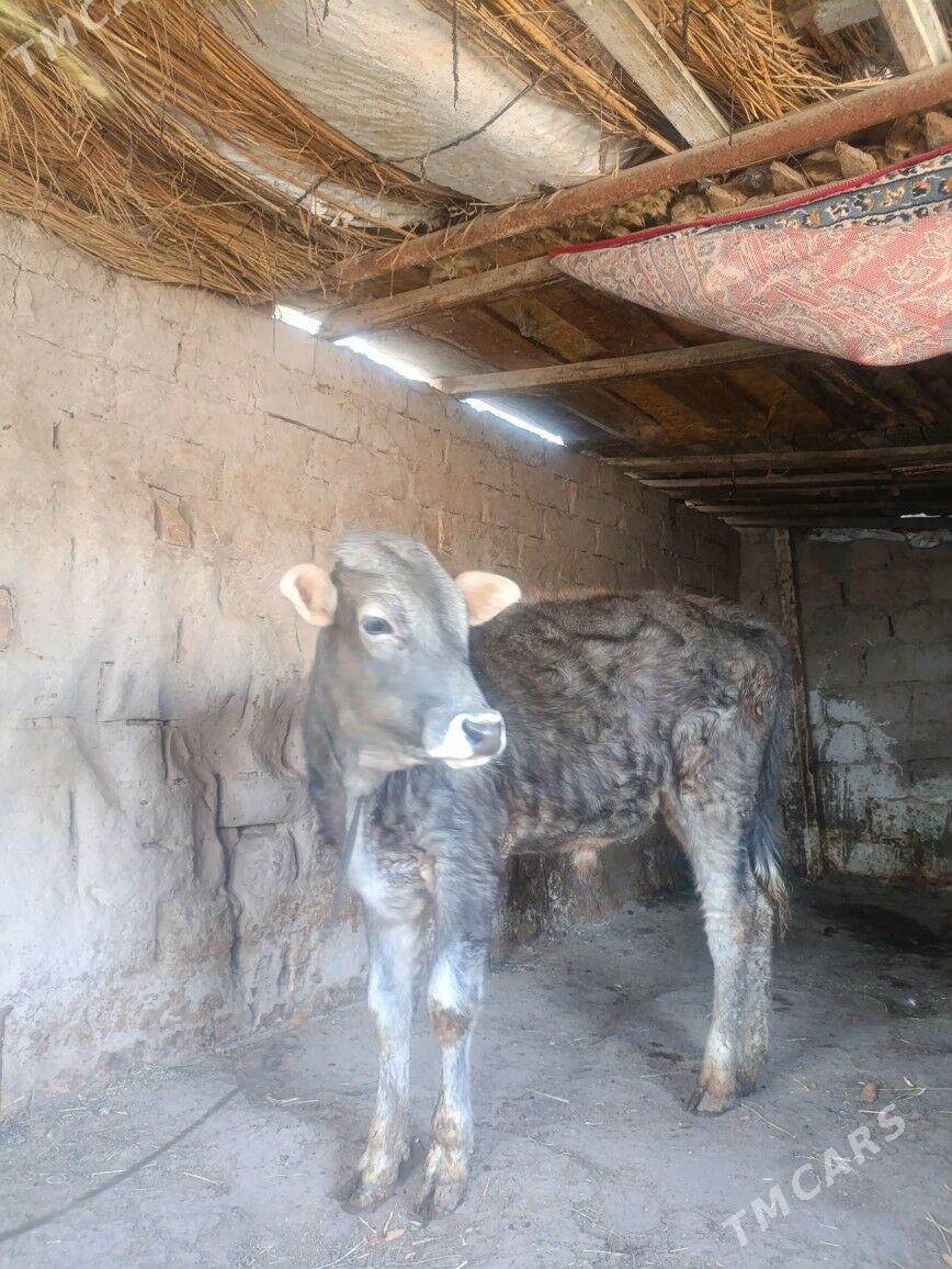 okuz - Туркменабат - img 1