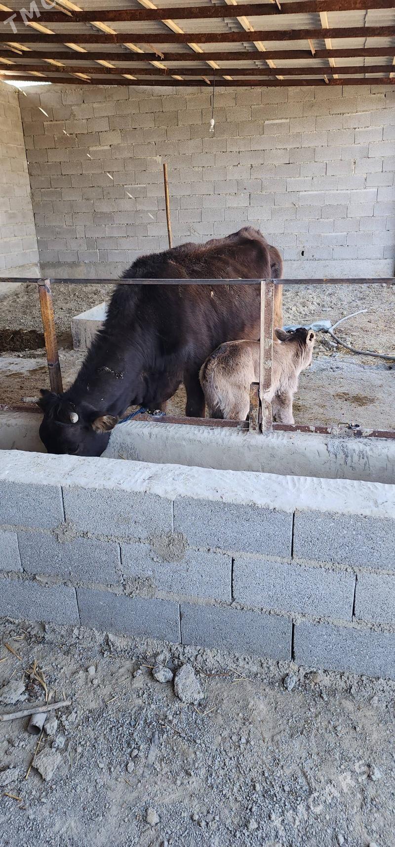 sygyr göleli sygyr - Bäherden - img 1