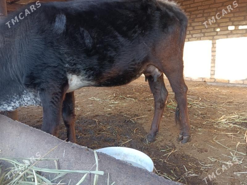 saglyk sygyr - Türkmenabat - img 1