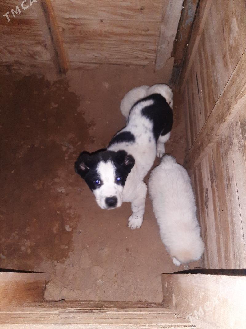 TKM GUJUK - Çoganly - img 1