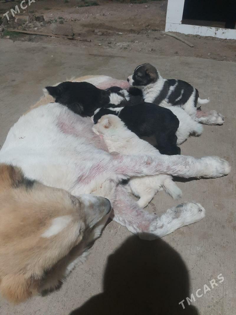 TKM gujukler - Aşgabat - img 1