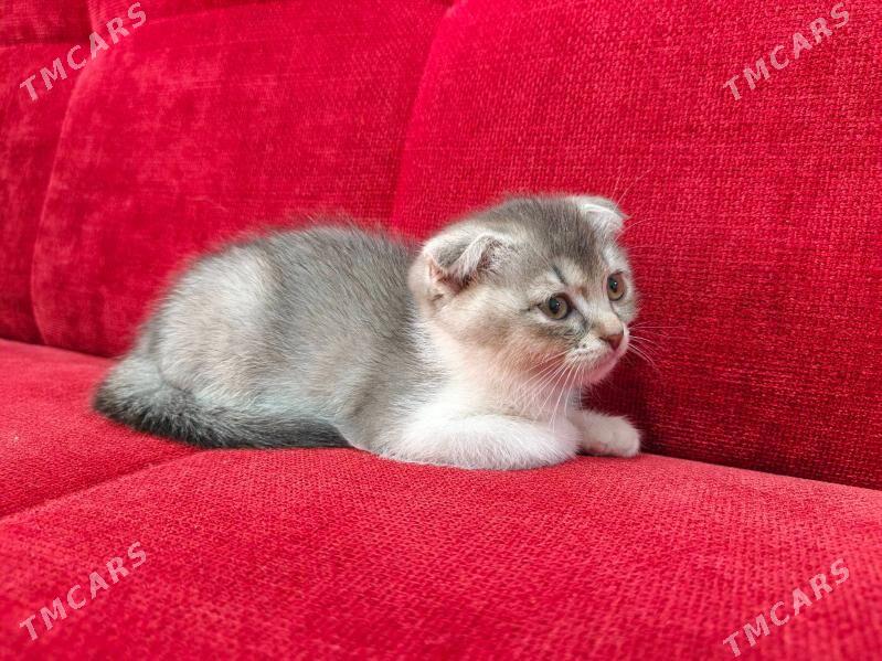 Shotland wislouhi shinshilla - Parahat 5 - img 1