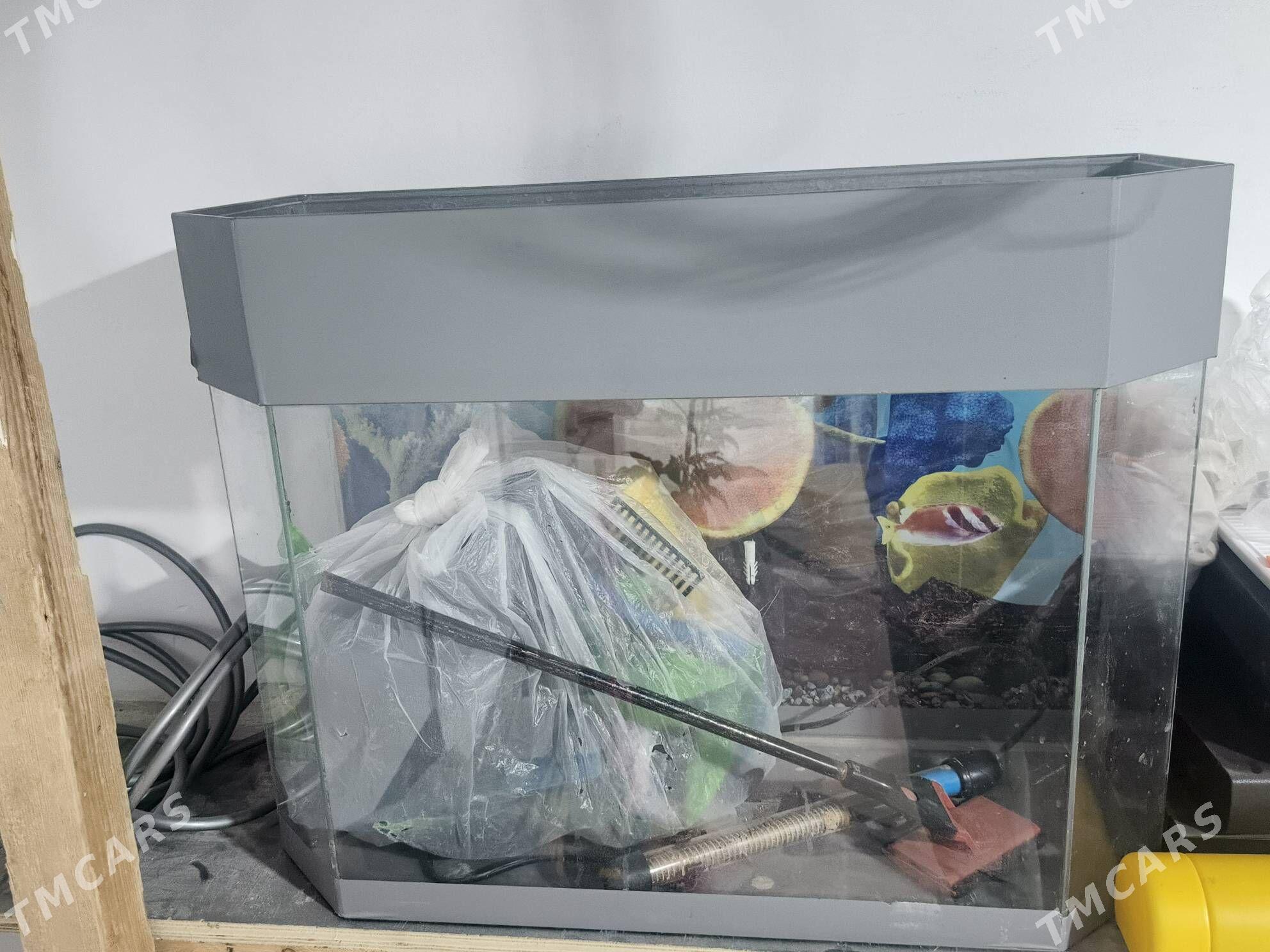 akwaryum - Балканабат - img 1