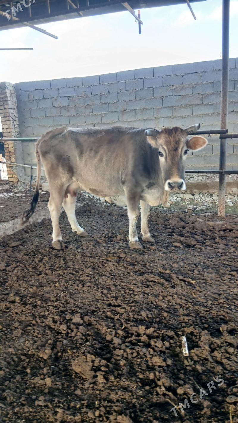 Bogaz sygyr - Анев - img 1