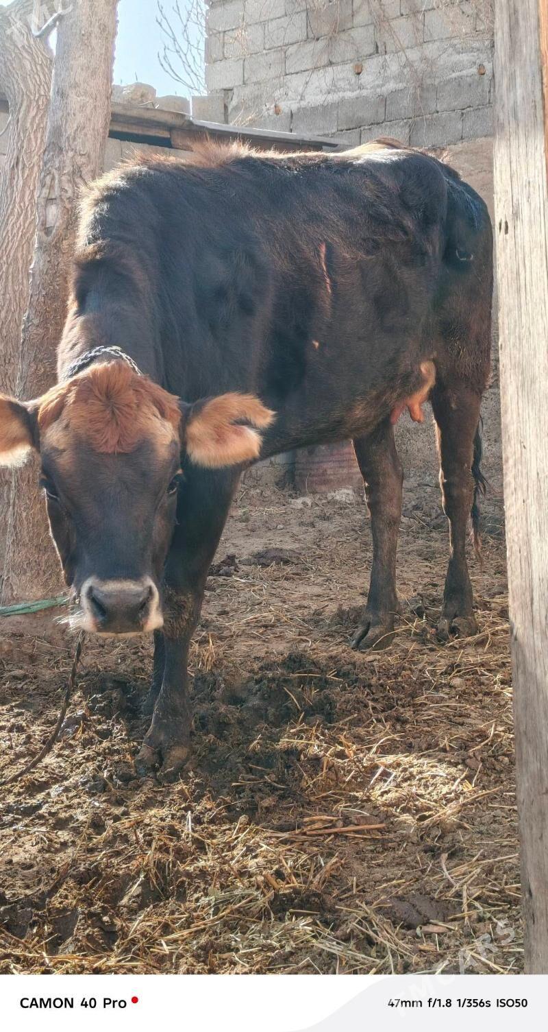 Göleli Sygyr - Çoganly - img 1