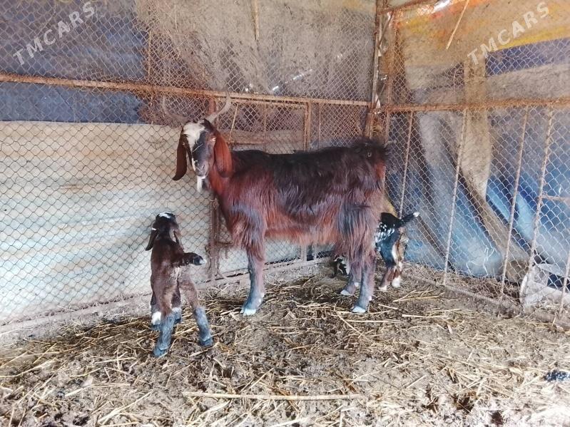 Pakistan mitiz geçi - Dänew - img 1