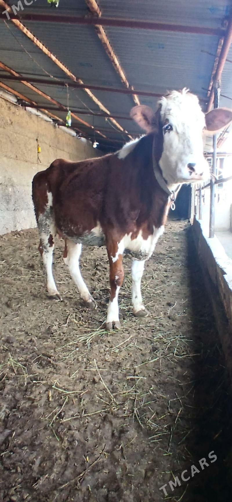 SEMENTAL SYGYR - Herrikgala - img 1