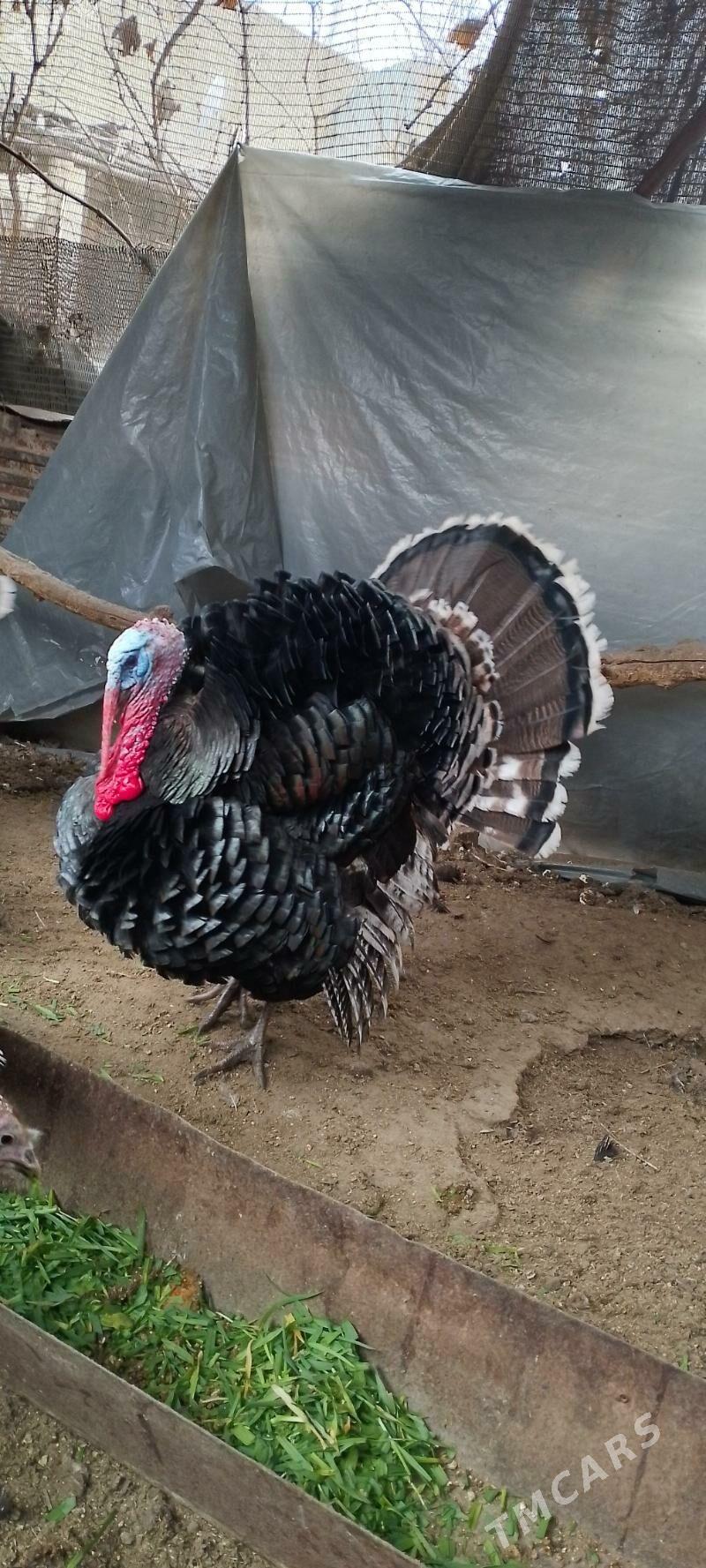 эркек ундук - Дянев - img 1