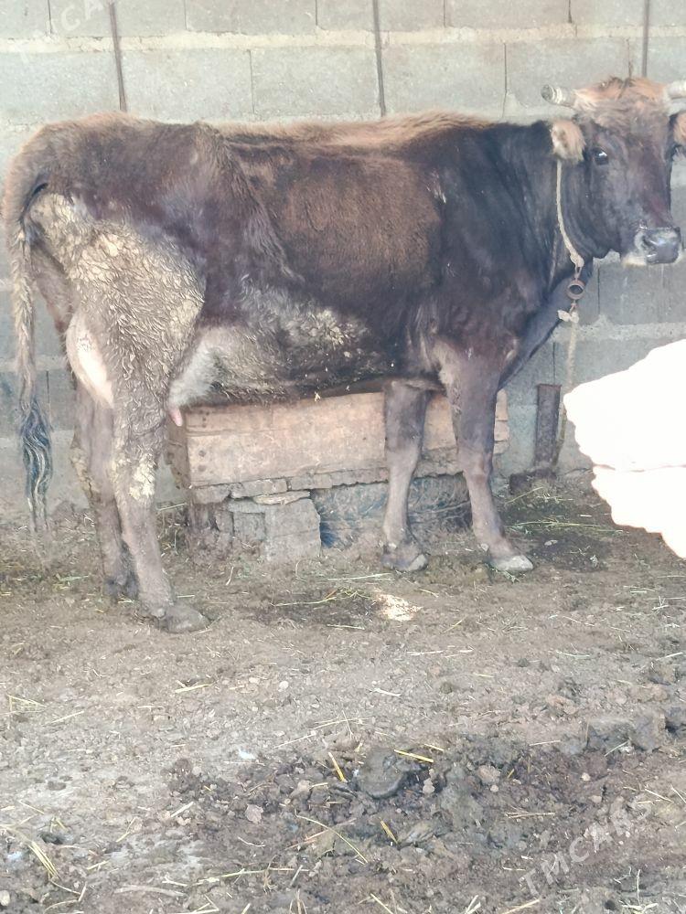 şwes göleli sygyr - Бахарден - img 1