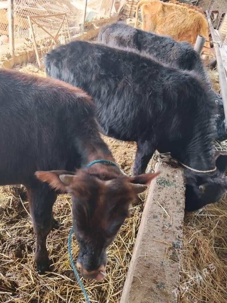 Parodny okuzler - Çärjew - img 1