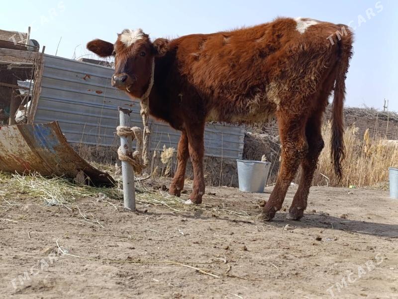 sves okuzce smental unajyn - Çärjew - img 1