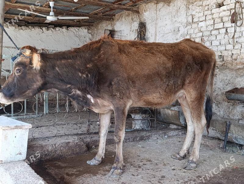 goleli sygyr - Gyzylarbat - img 1