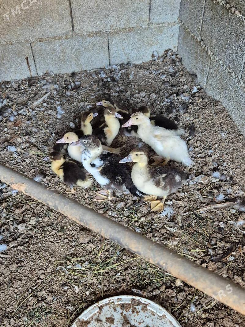 indawutga ordek juyje - Ашхабад - img 1