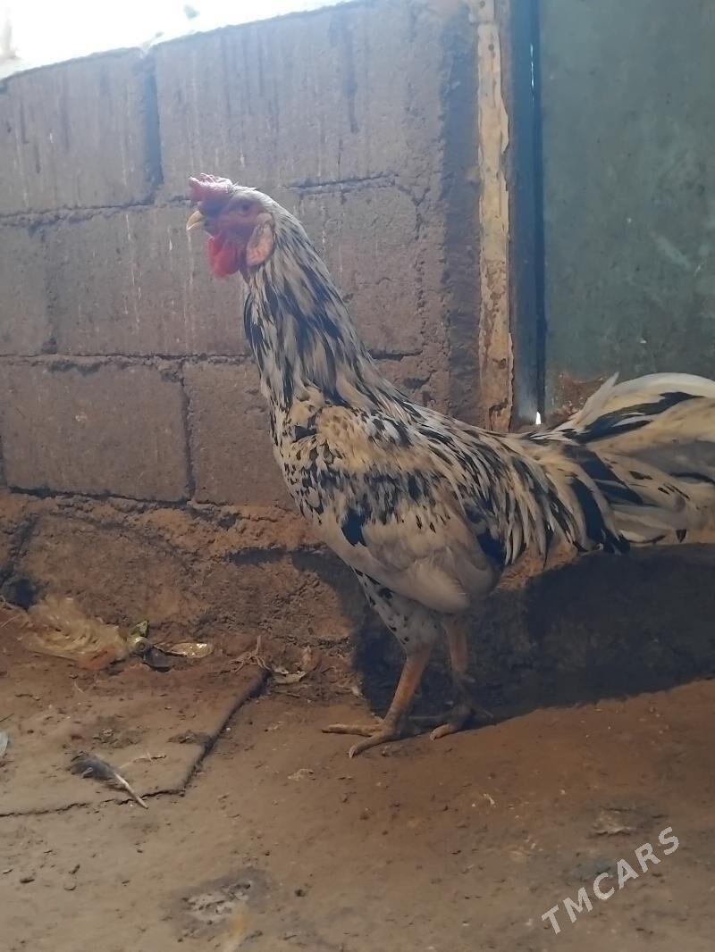 Horaz - Aşgabat - img 1