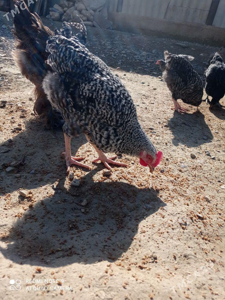 dominant brama juyje - Гызыларбат - img 1