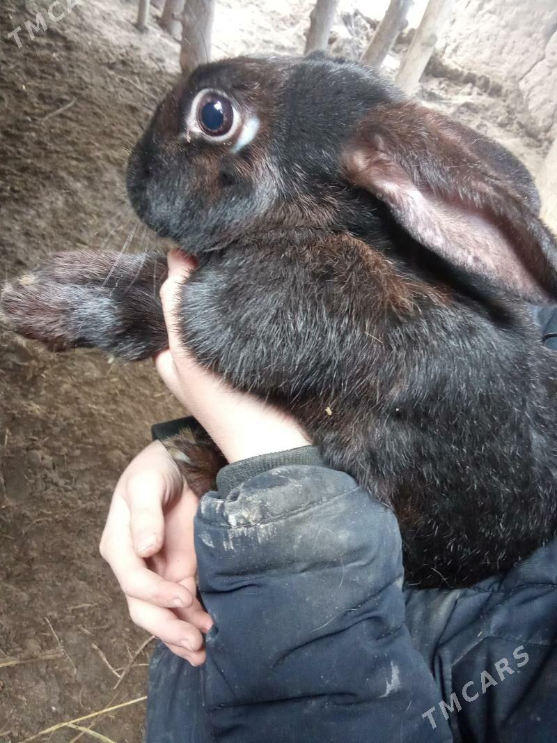 Tovshan - Daşoguz - img 1