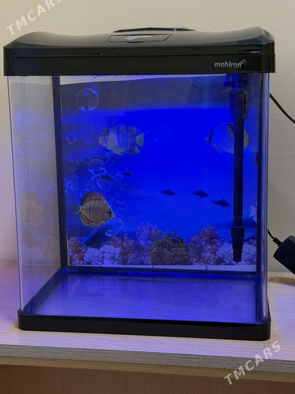 Аквариум - Ашхабад - img 1