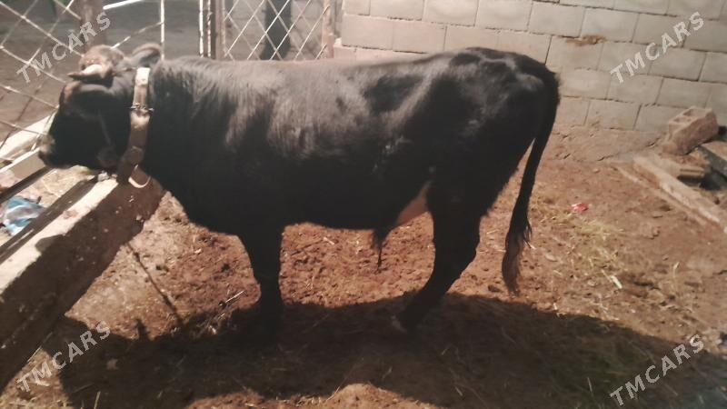 okuz - Aşgabat - img 1