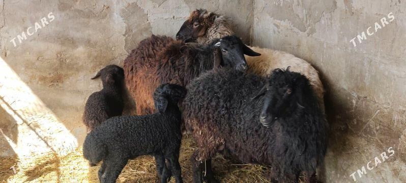 GUZULY GOÝUN - Ашхабад - img 1