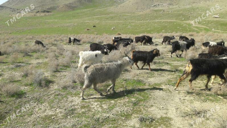 geci - Махтумкули - img 1