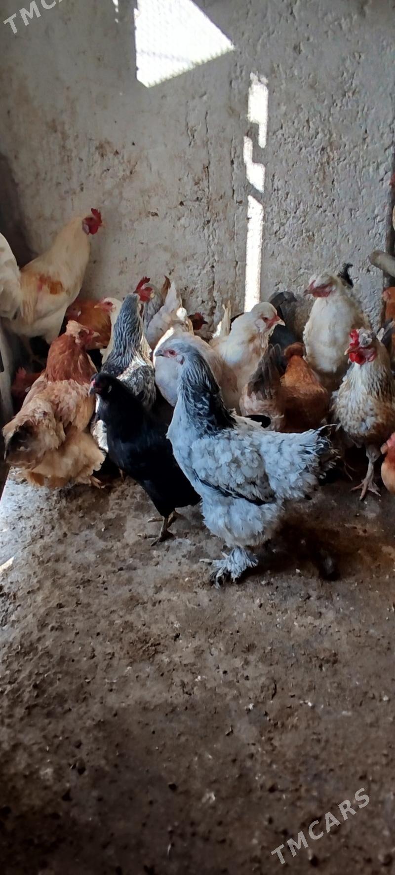 towuklar - Гызыларбат - img 1