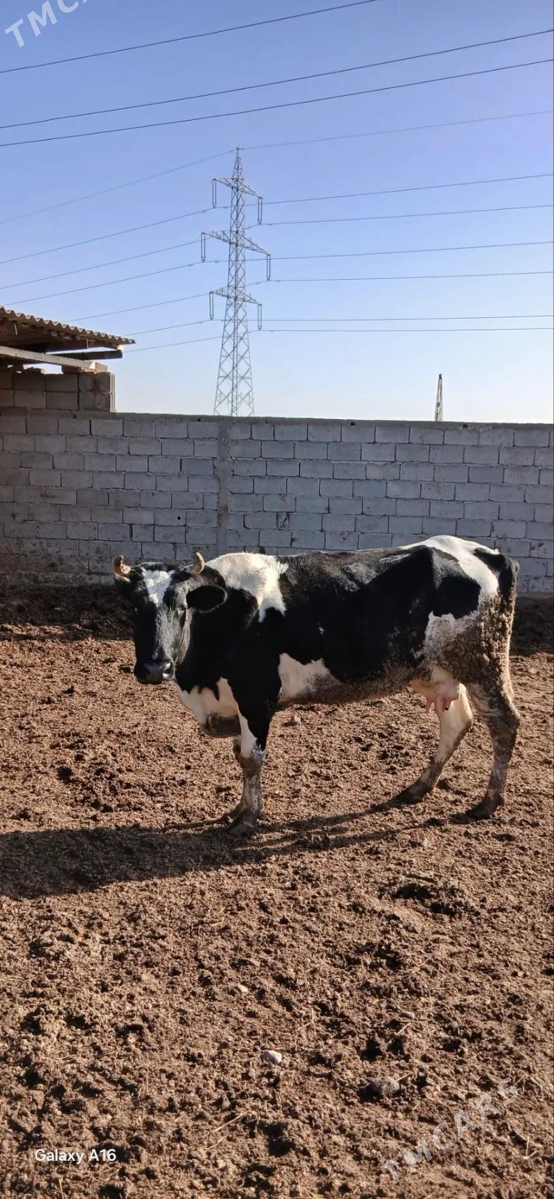 sygyr - Анев - img 1