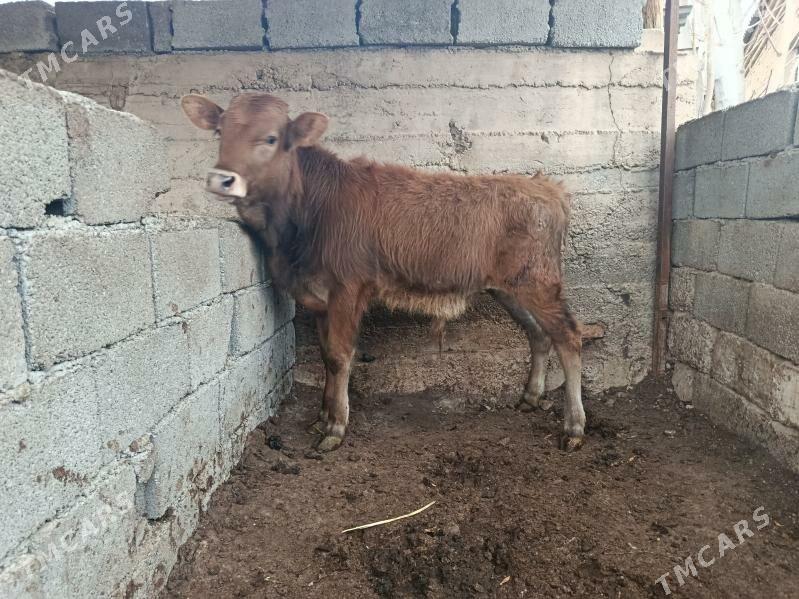 okuz - Ашхабад - img 1