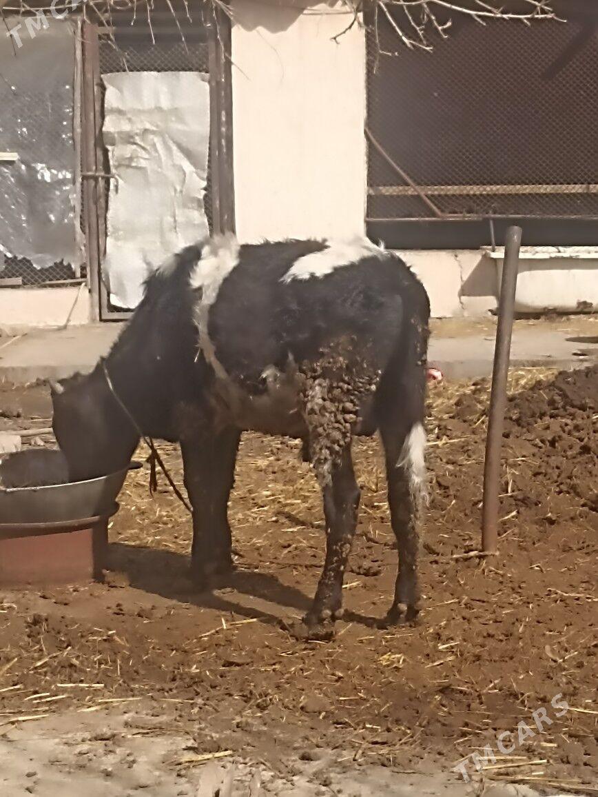 okuz - Ашхабад - img 1