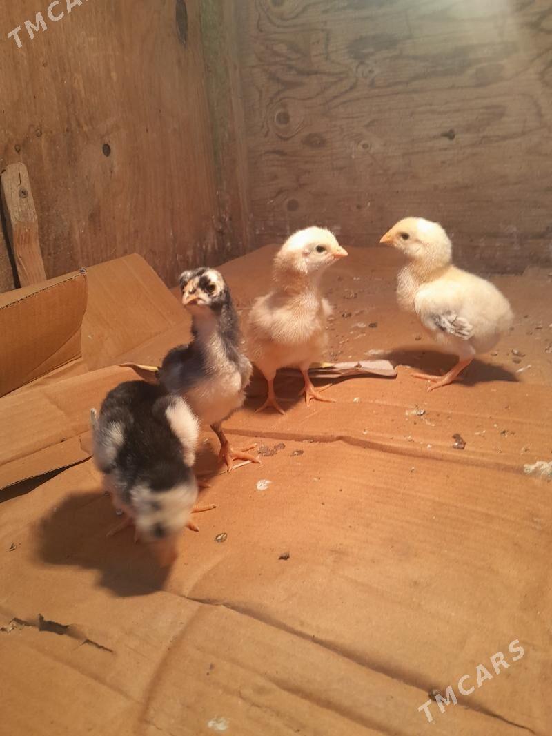 bayes juyjeler - Векильбазар - img 1