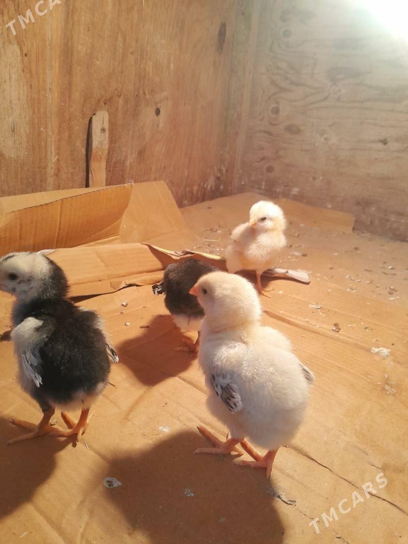 bayes juyjeler cepiyn linyalar - Векильбазар - img 1