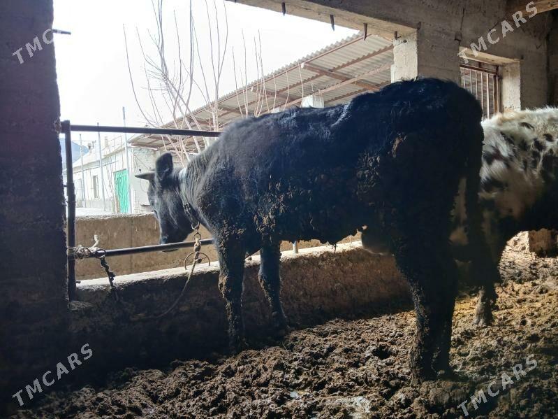 Okuz - Aşgabat - img 1