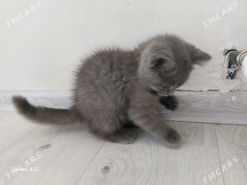 Scottish ŝatlandiskiy - Aşgabat - img 1