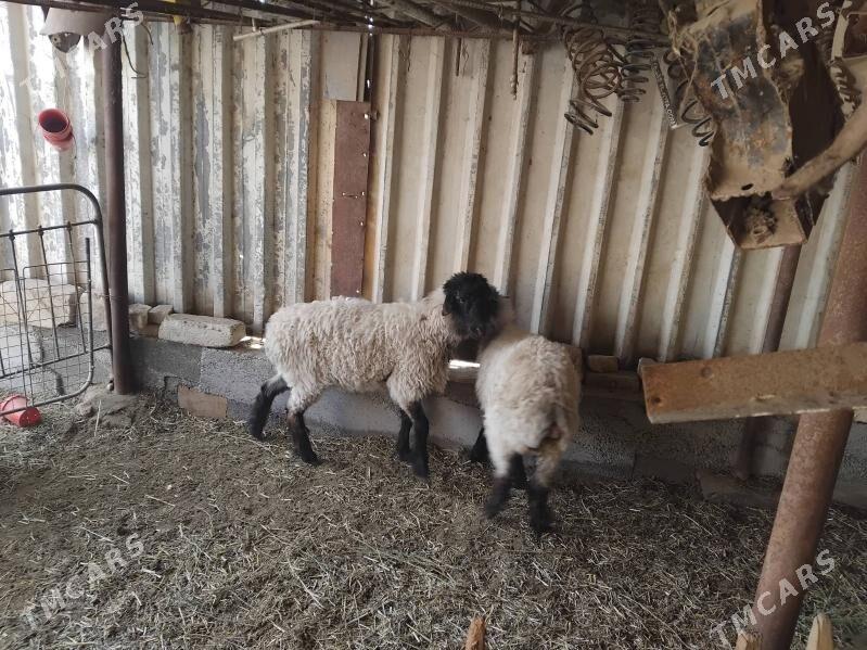 гоюн - Mary - img 1