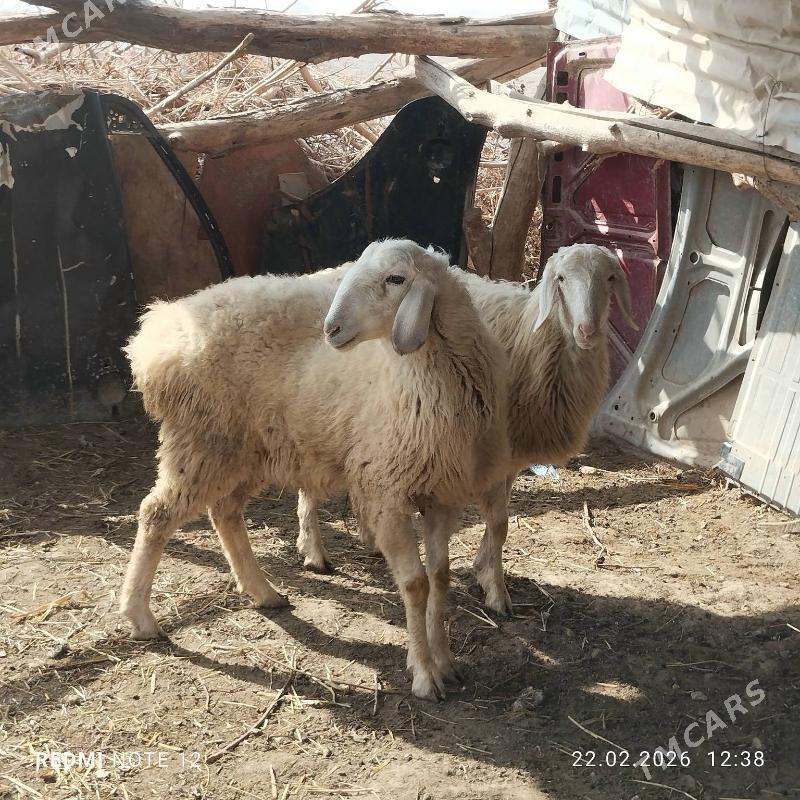 ак гойун - Чарджоу - img 1