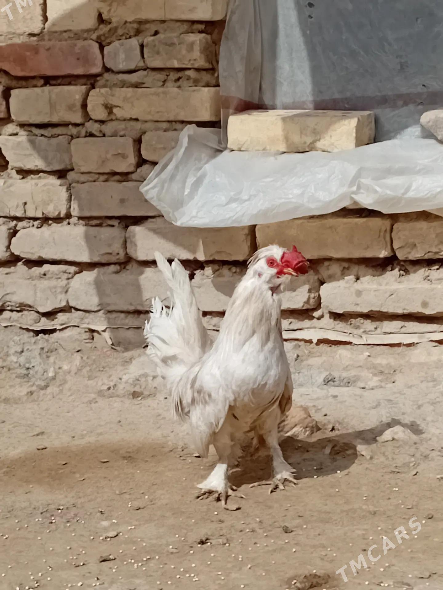 karlik - Mary - img 1