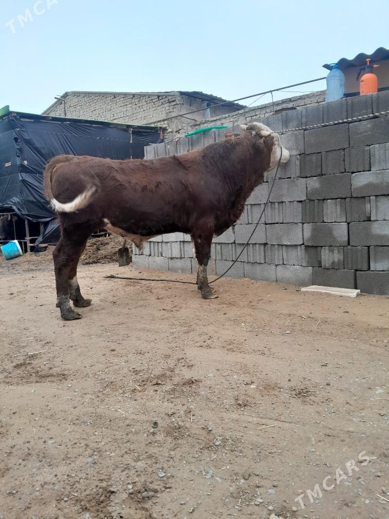 ökuz simintal - Ашхабад - img 1