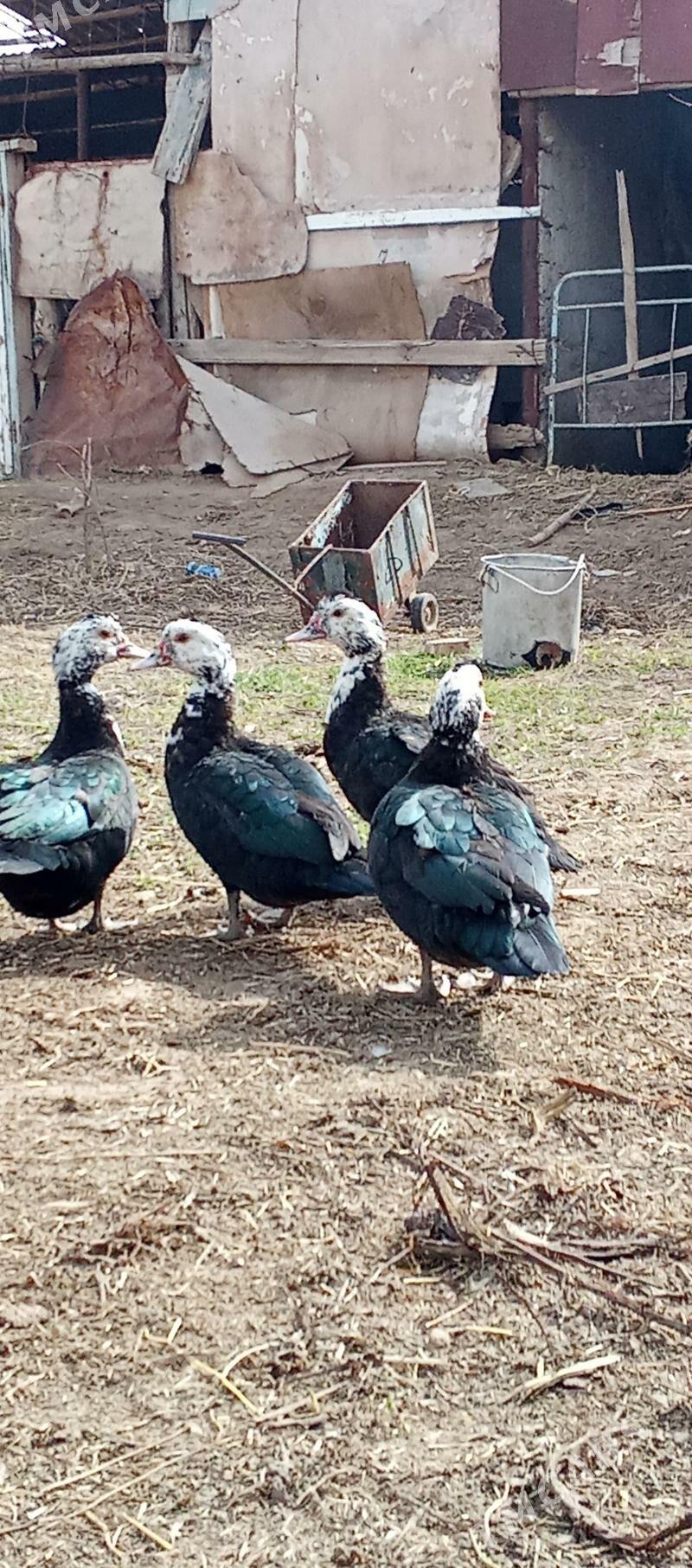 satlyk indautka - Векильбазар - img 1