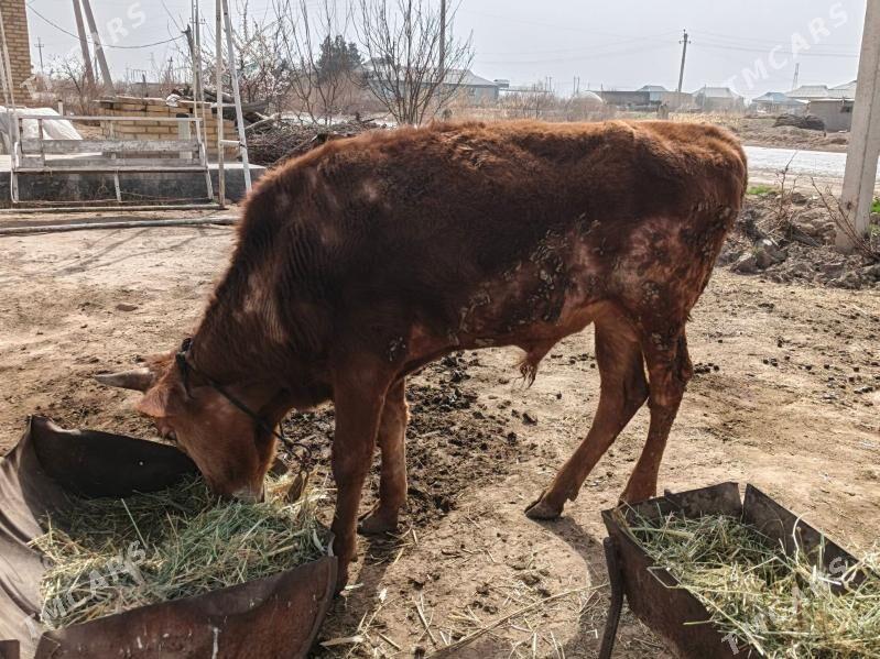 Ökuz - Мары - img 1