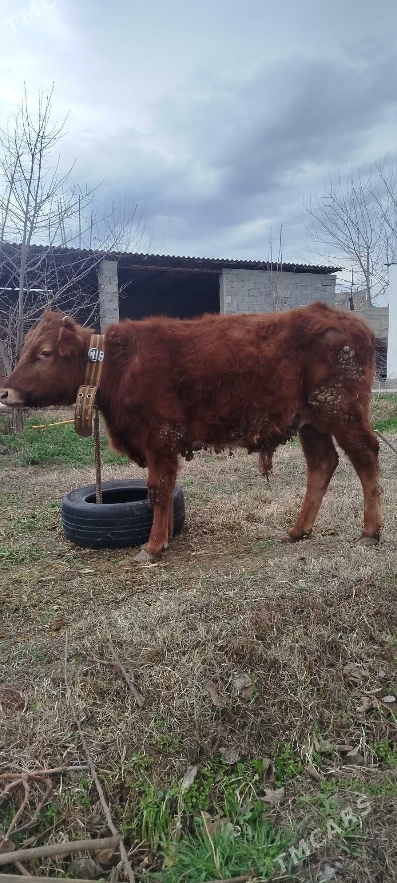 öküz - Гёкдепе - img 1