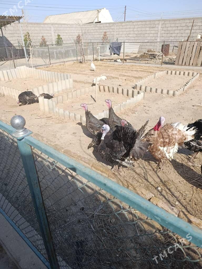 индюки - Balkanabat - img 1