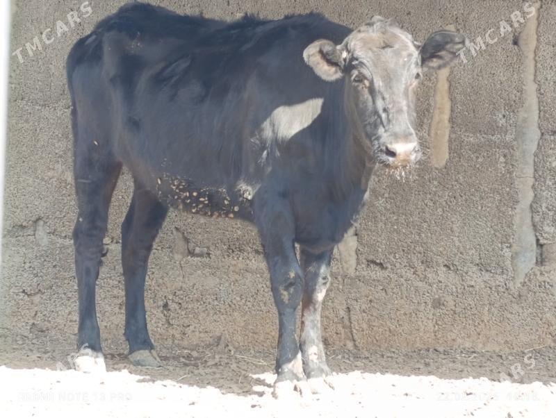 Cýorniý pýostura tüwe - Aşgabat - img 1