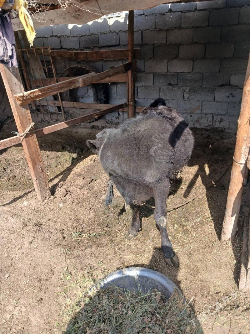 okuz tuwe - Gypjak - img 1